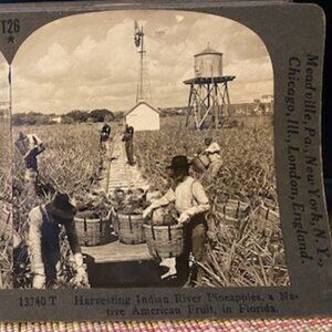 Harvesting Indian River Pineapples, c1910, Florida, Agriculture, Stereoview